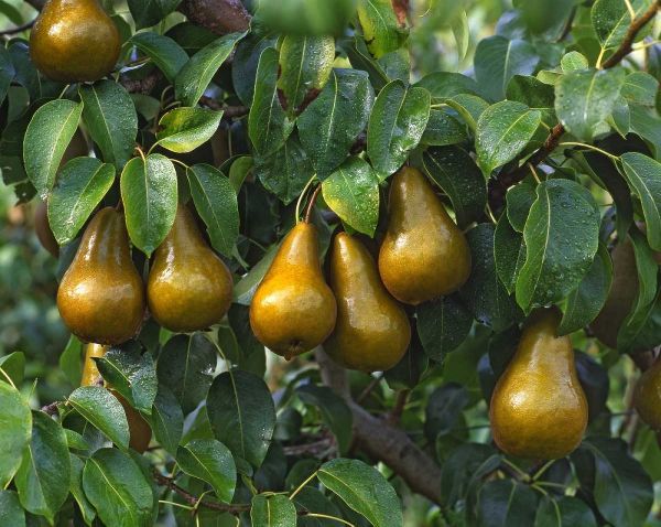 OR, Hood River Bosc pears ready for harvest